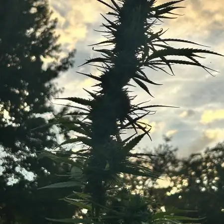 ChampGrow