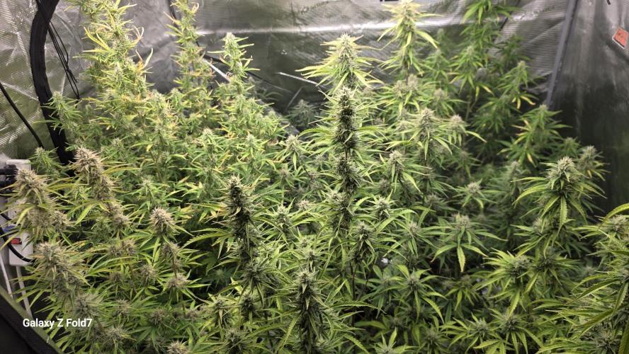 null by GroveportGreenthumb