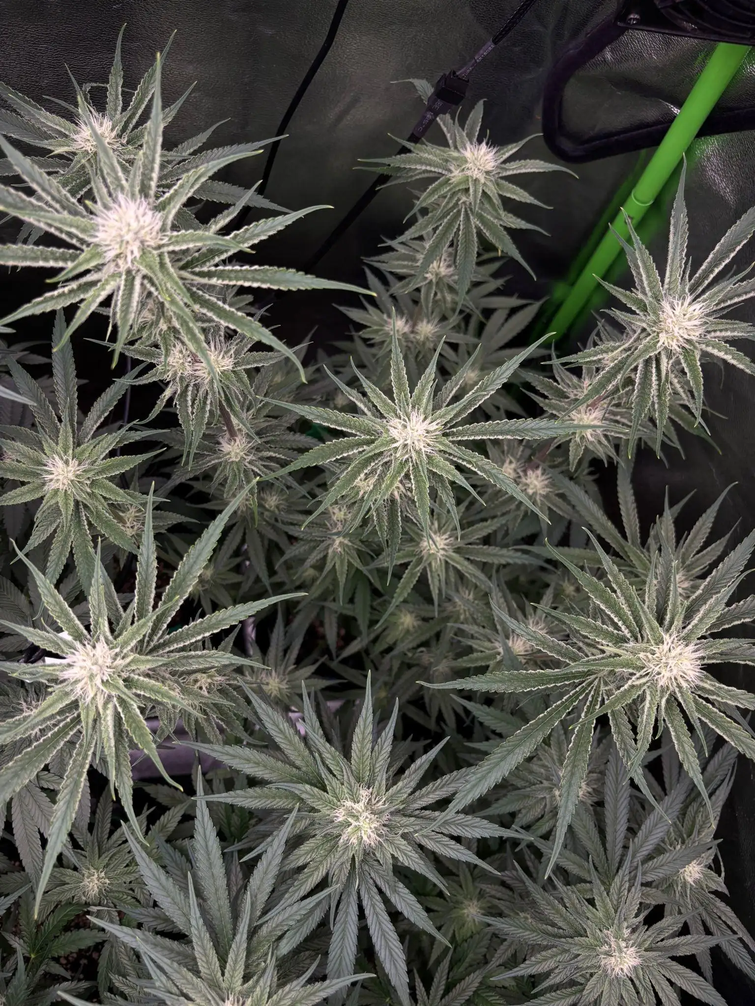 Saftfleck420