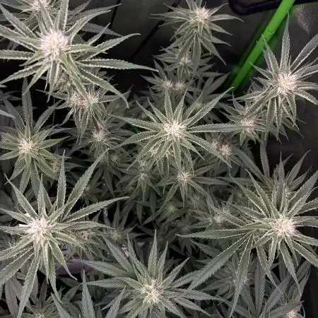 Saftfleck420
