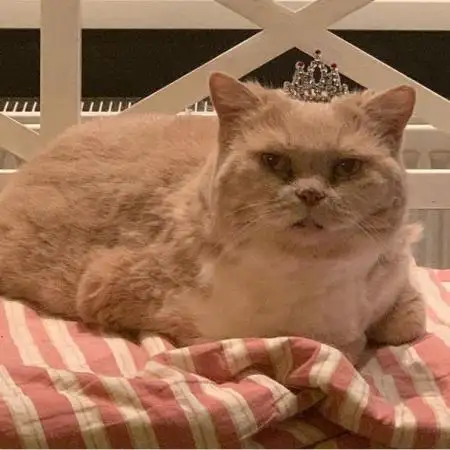 PrincessEnzz