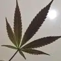 Hanfhanz
