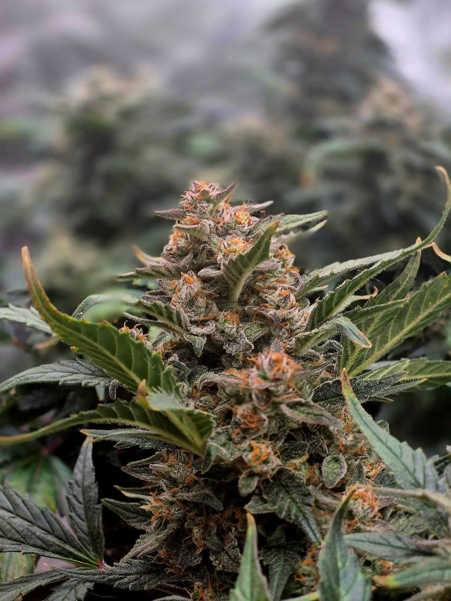 MajesticMangos420
