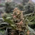 MajesticMangos420