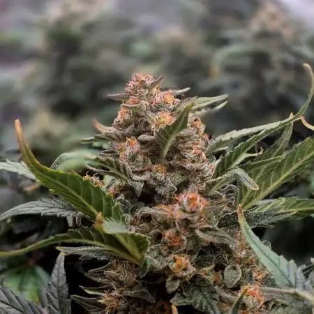 MajesticMangos420