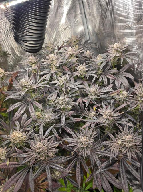 null by StellarCannaArtistry