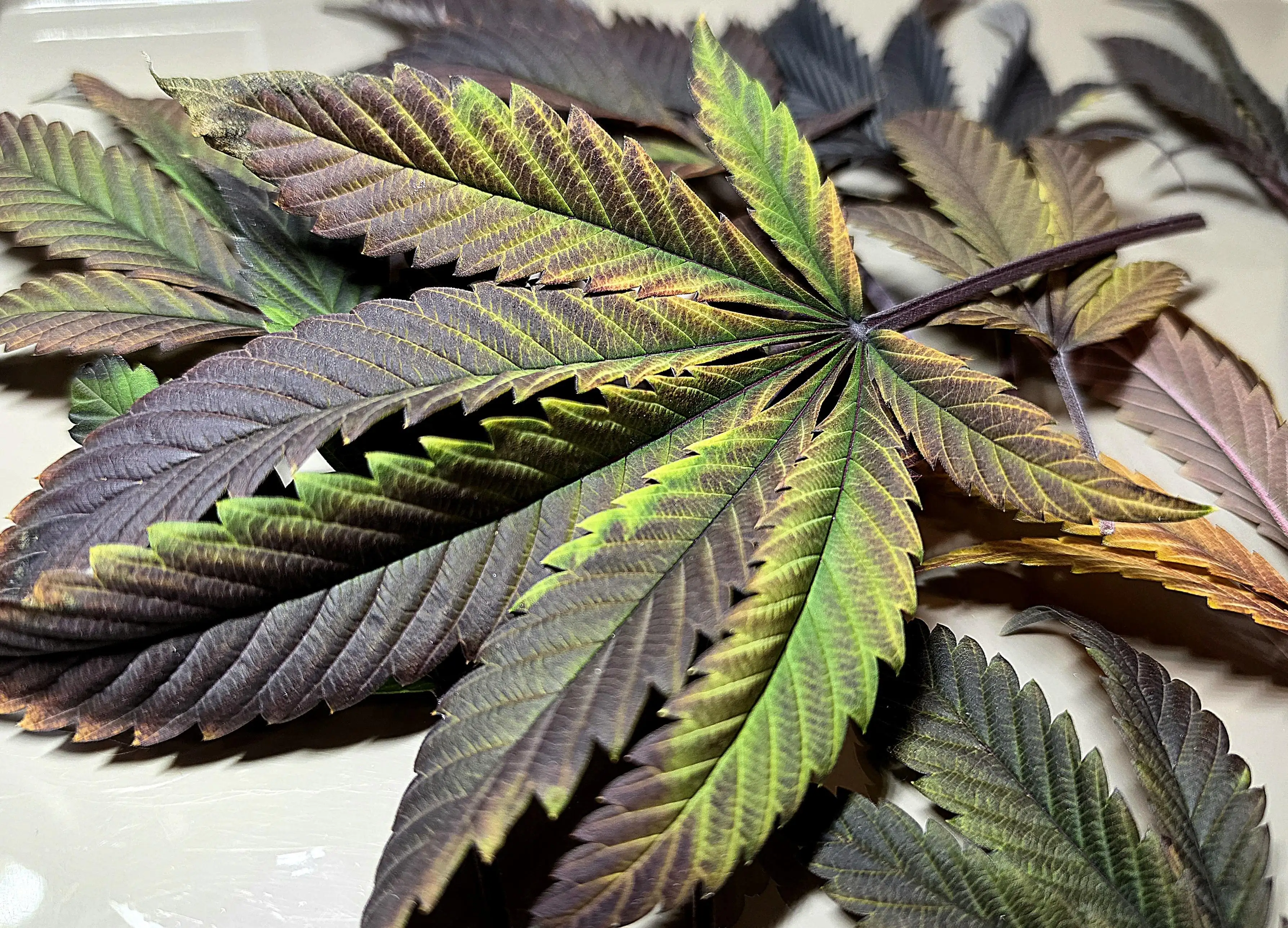 StellarCannaArtistry