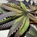 StellarCannaArtistry