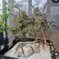 StellarCannaArtistry