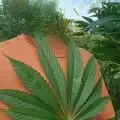 Clandestine_organics