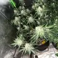 Og420gorshok