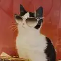 Flappycats