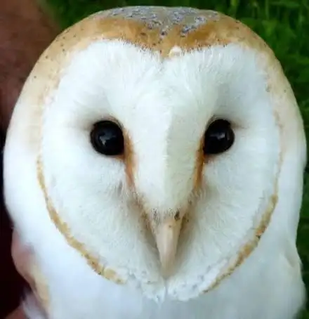 Michael_the_Barn_Owl