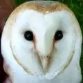 Michael_the_Barn_Owl