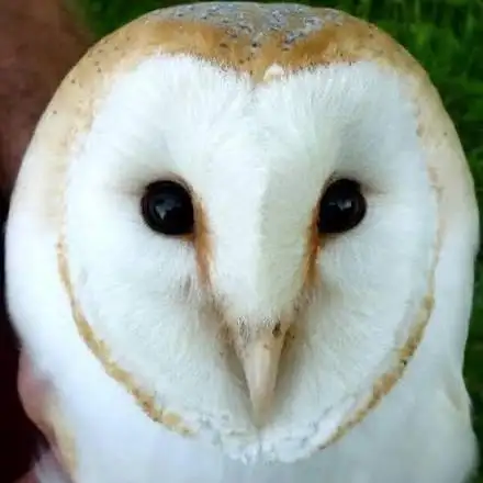 Michael_the_Barn_Owl