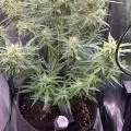 StonedYee