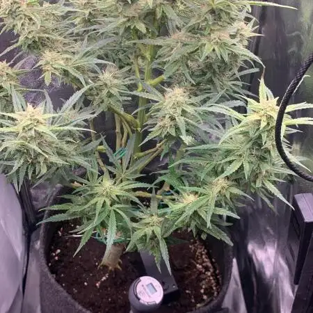 StonedYee