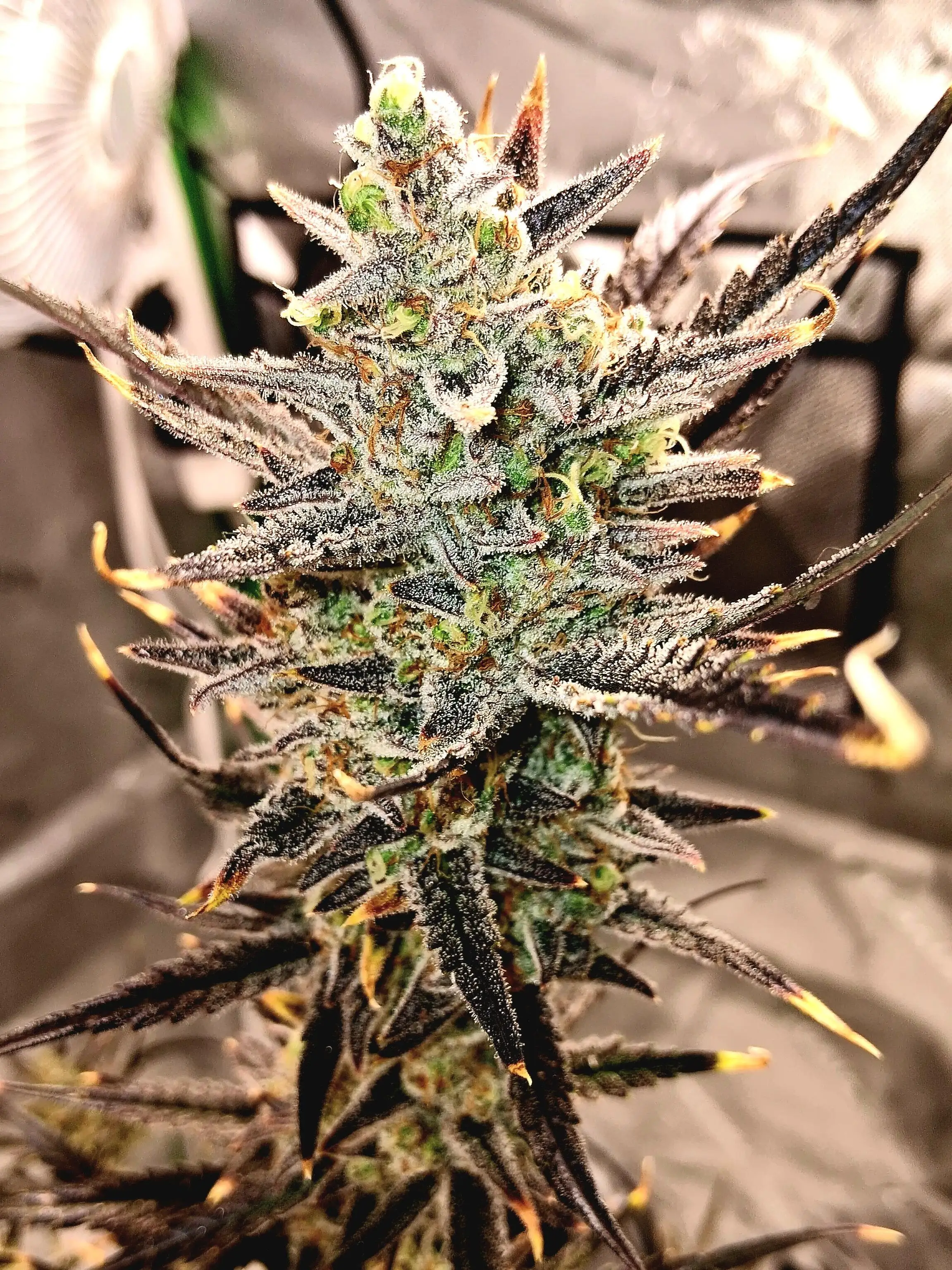 Bigbudznboom