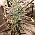Bigbudznboom
