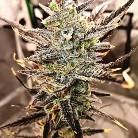 Bigbudznboom