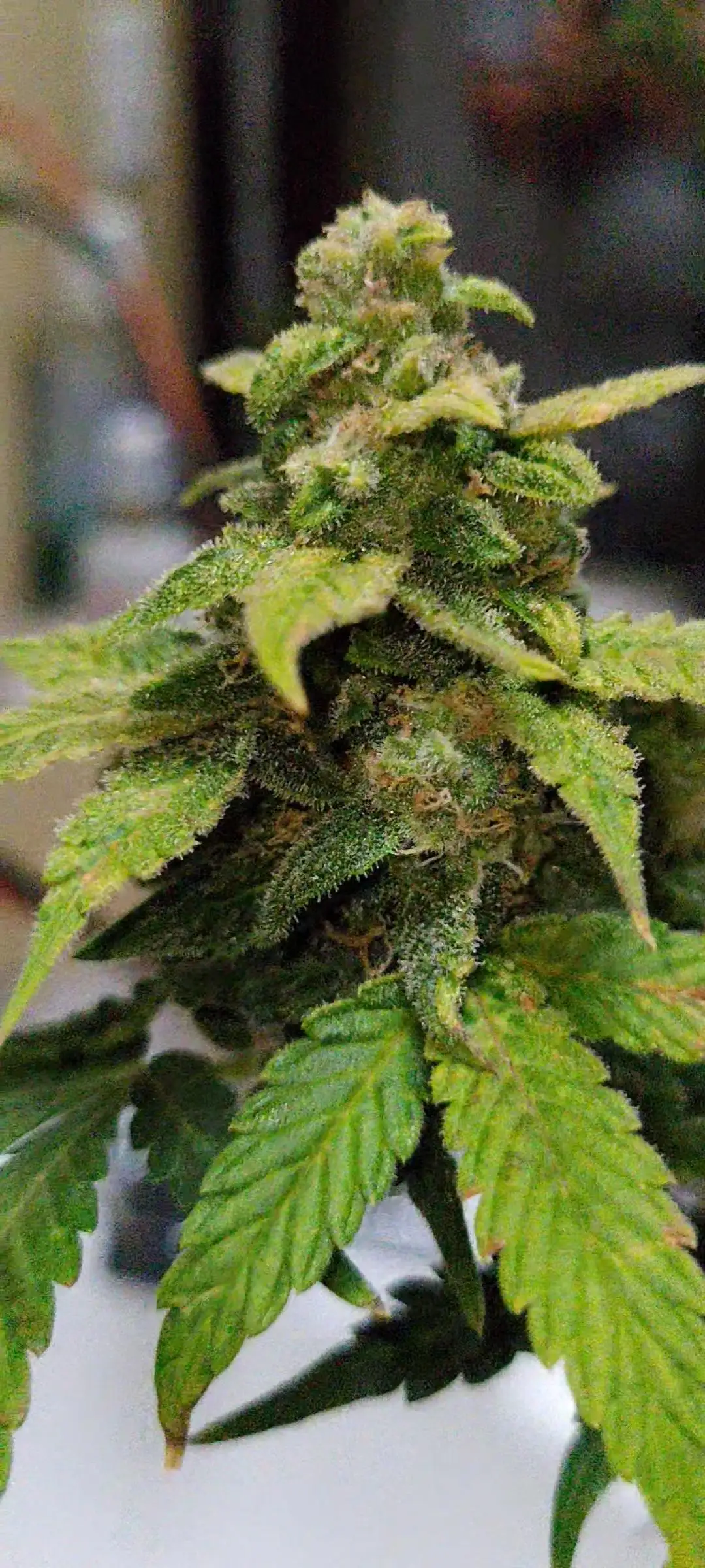 DBGxGenetics