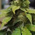 DBGxGenetics