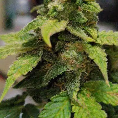 DBGxGenetics