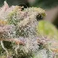 DBGxGenetics