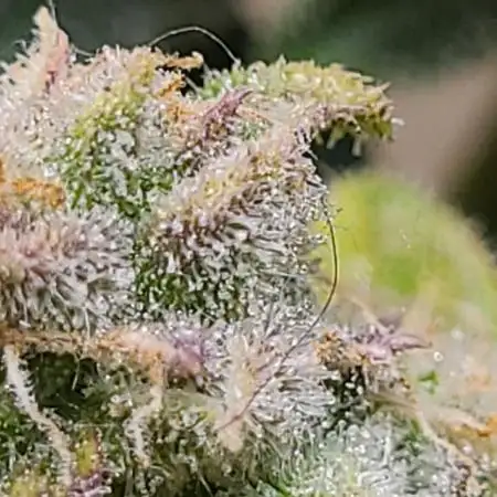 DBGxGenetics
