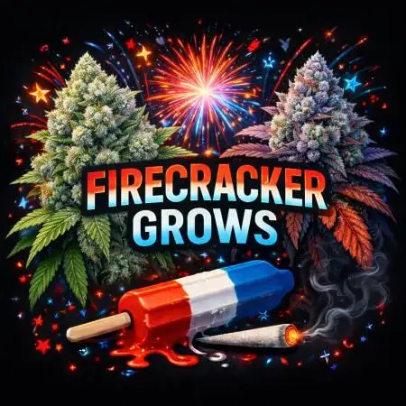 FIRECRACKER