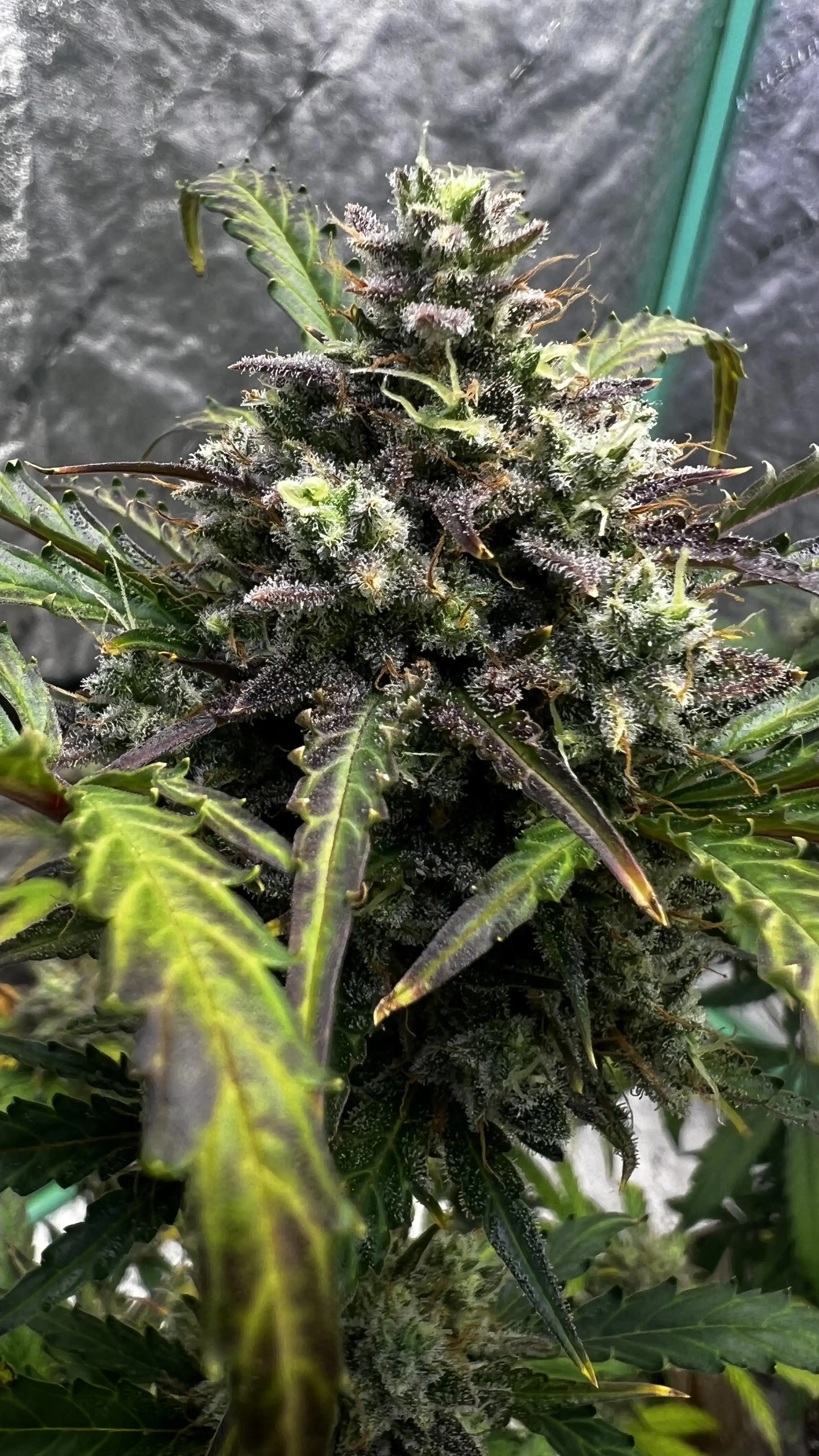 Grow_Daddy