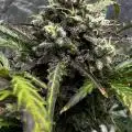 Grow_Daddy