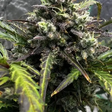 Grow_Daddy