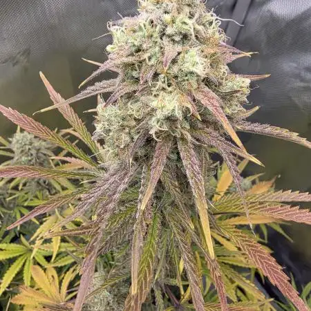 EchoEcho77