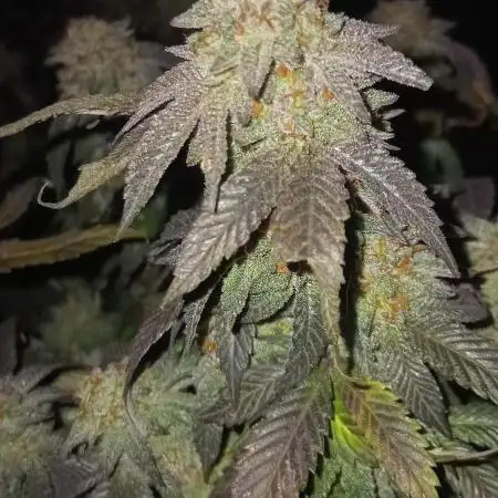 KGhost
