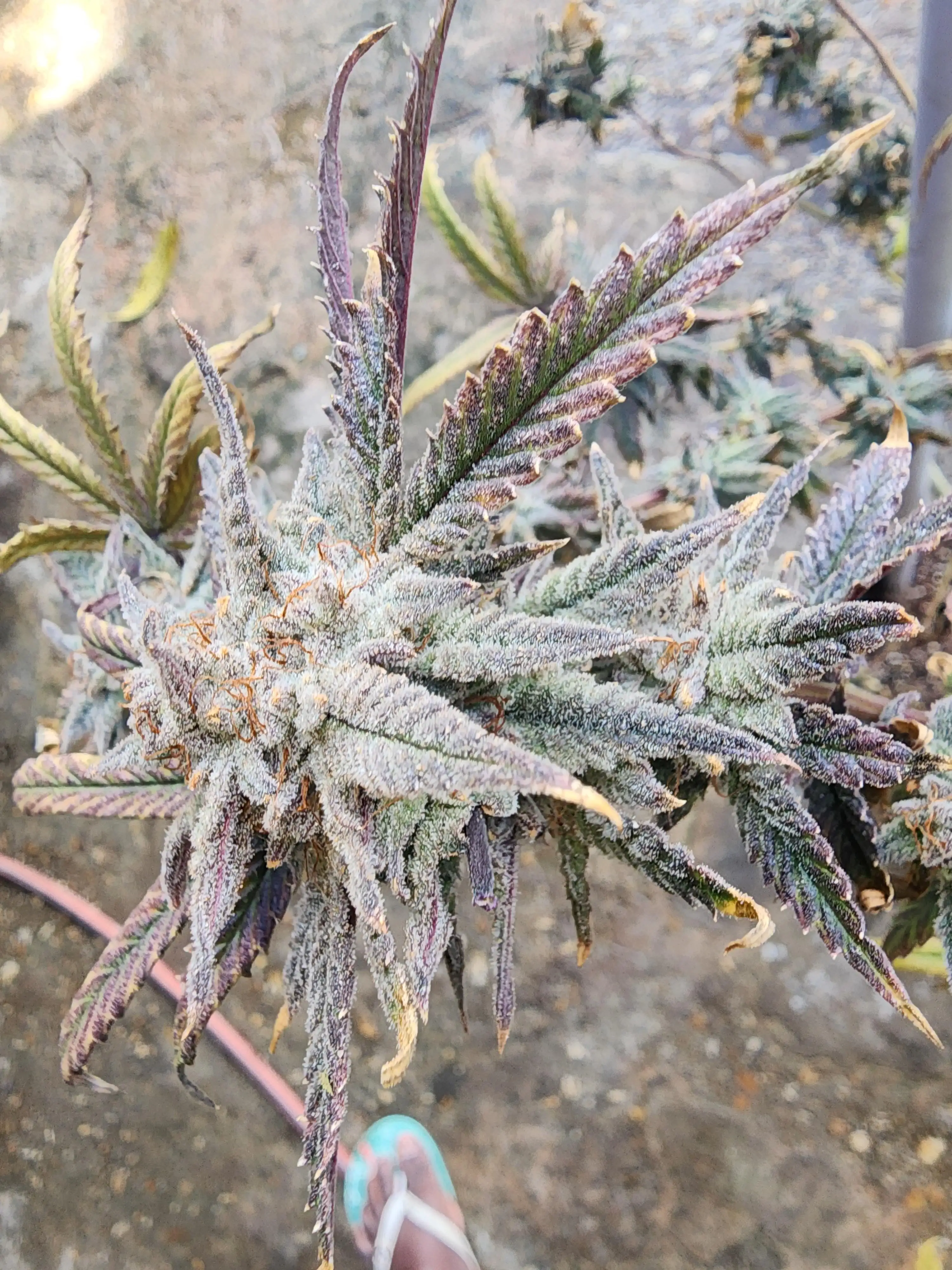 mindful_medicine_1