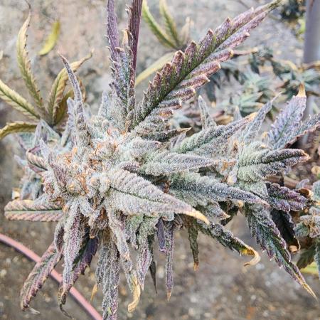 mindful_medicine_1
