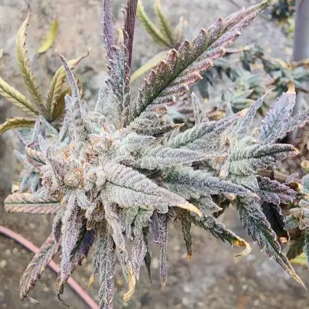 mindful_medicine_1