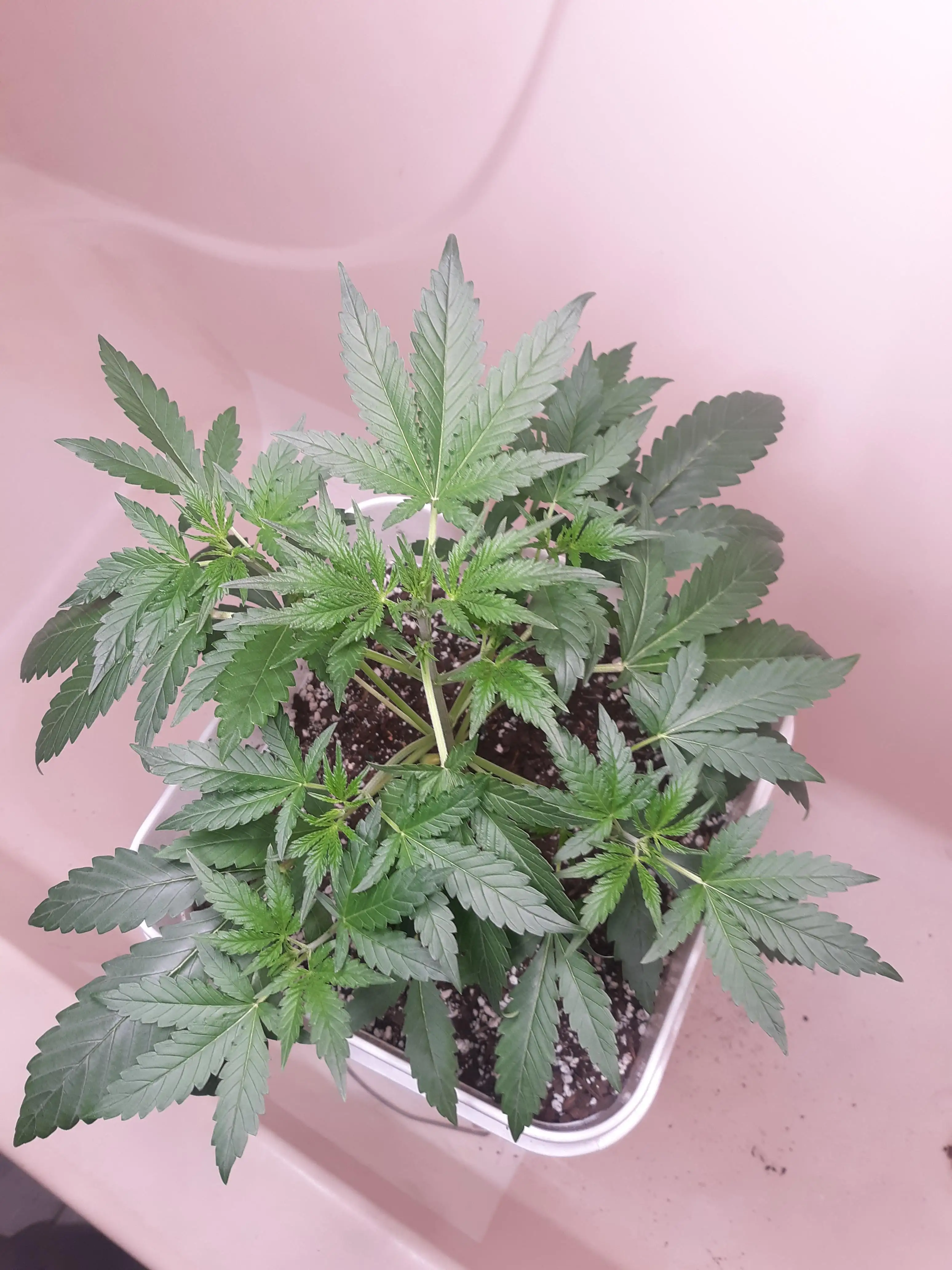 Motleyakakilla420