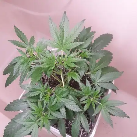 Motleyakakilla420