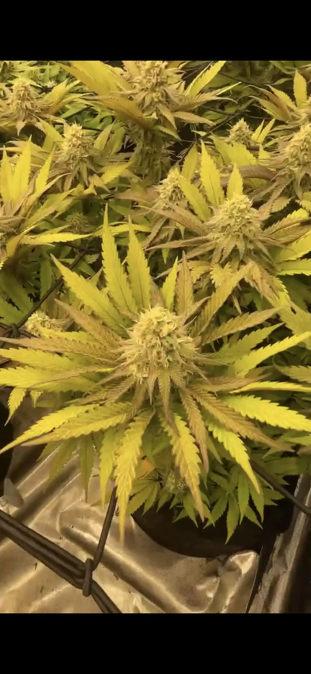 MaximumGrow