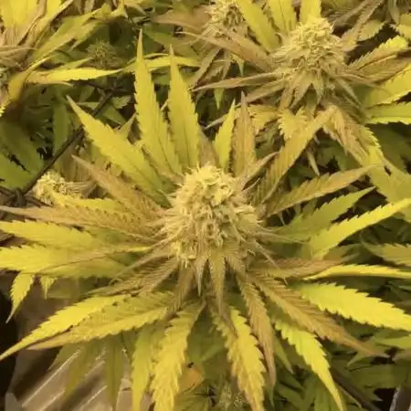MaximumGrow