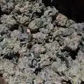 TerpyTreez