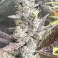 Hydrogrower420