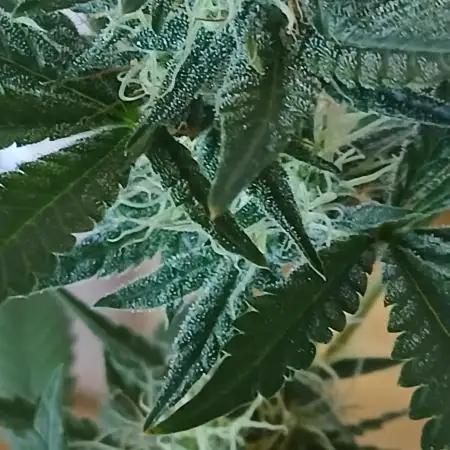 Bristolautoflower91