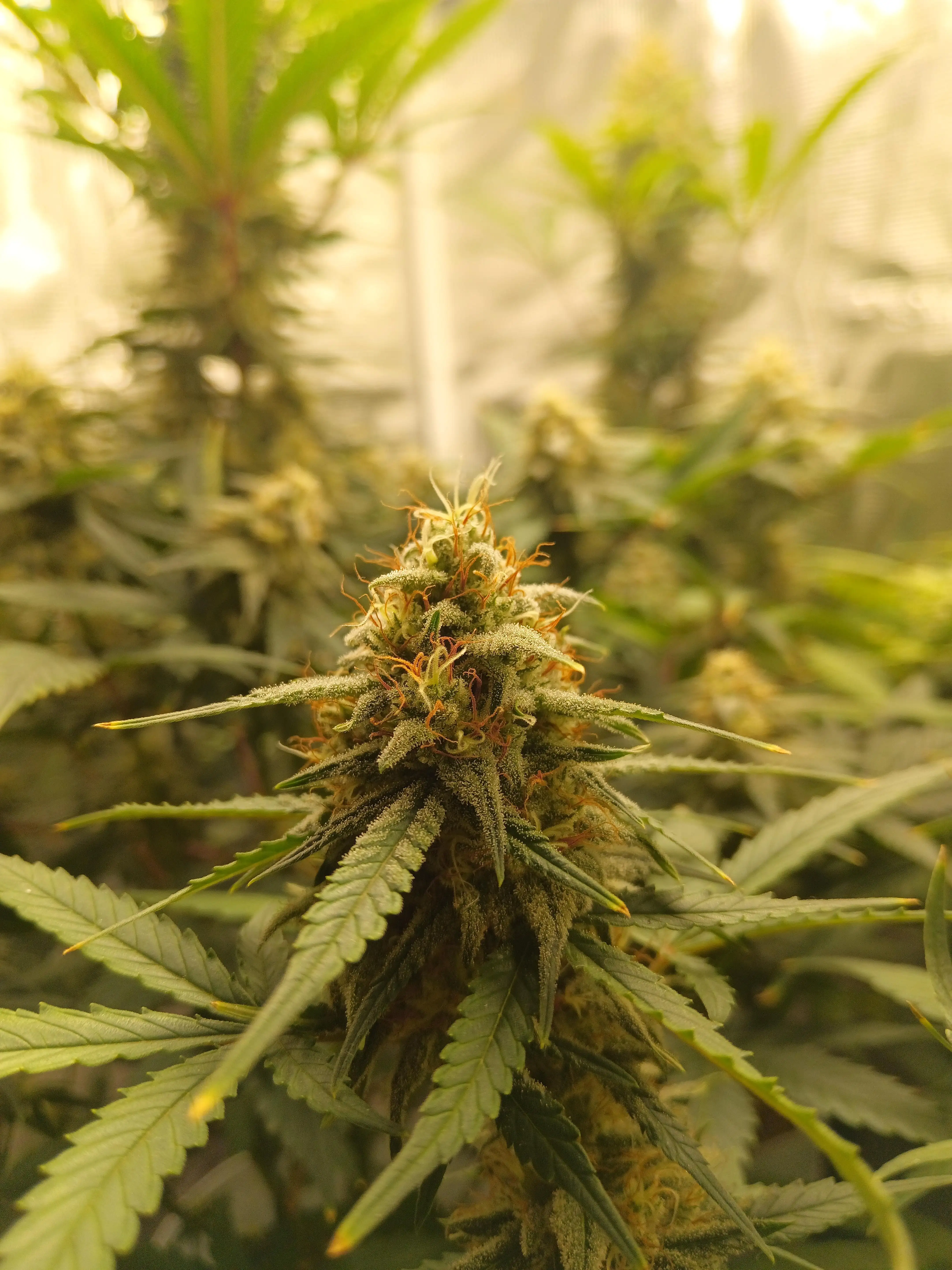 Autoweed_420sur