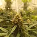 Autoweed_420sur