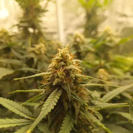 Autoweed_420sur