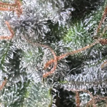 Awkwardcloudmn
