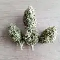 420CLUB